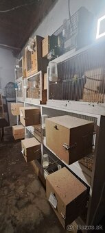 Vystavne andulky celý chov - 17