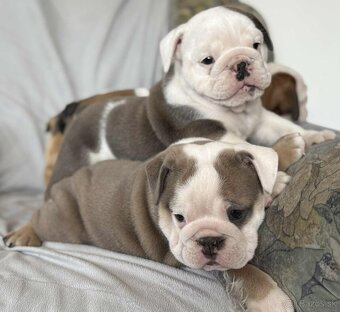 Anglicky Bulldog-steniatka - 17