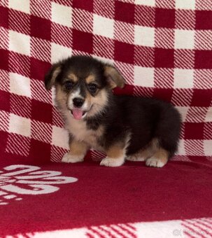 Welsh Corgi Pembroke - 17