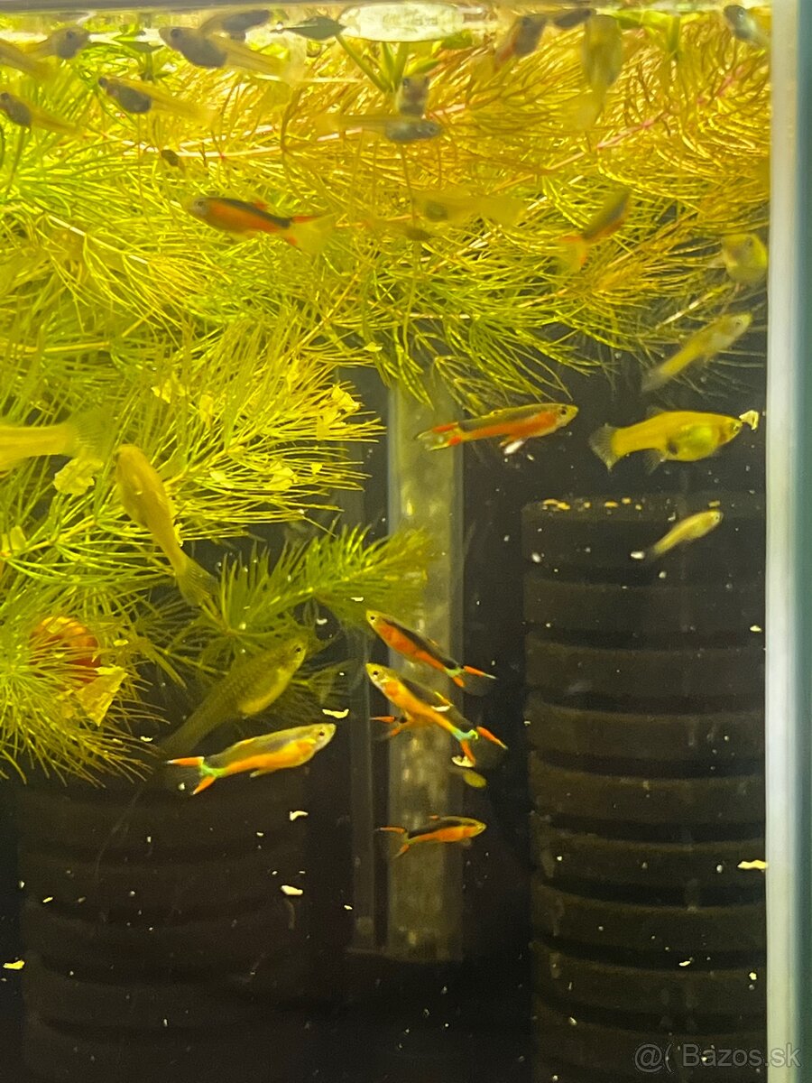 Gupky | Endlerky | Živorodky (NR) - 18