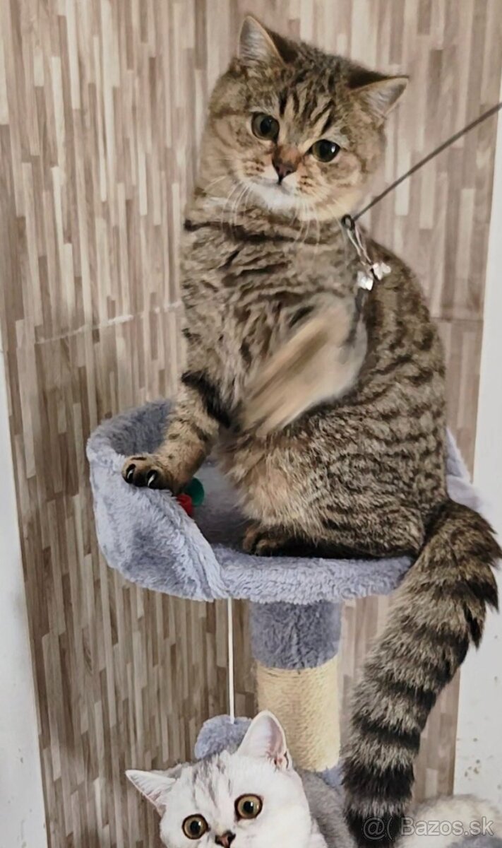 Britská krátkosrstá mačka - 18