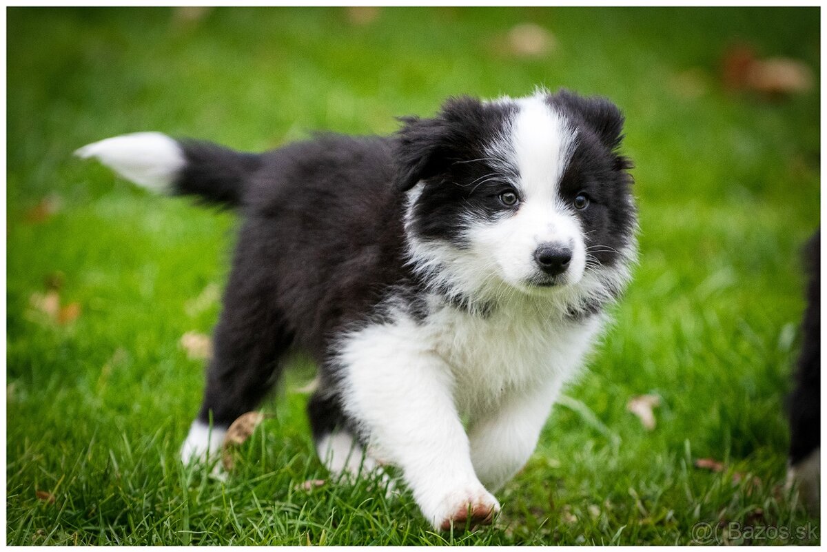 Border Collie Border Kolia s PP FCI - 18
