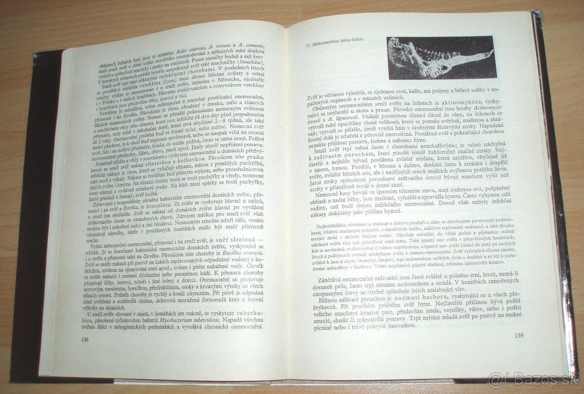 Srnčí zvěř - 18
