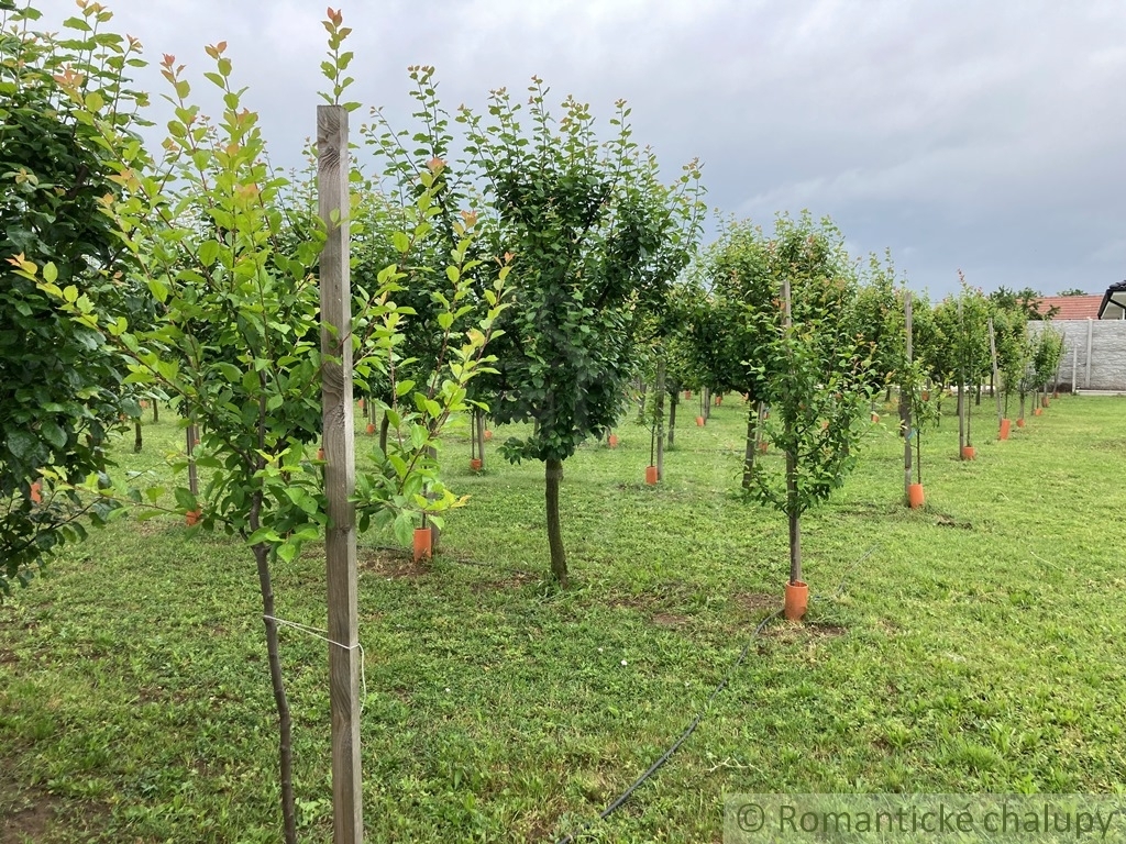 Priestranný stavebný pozemok s krásnym ovocným sadom v obc - 18