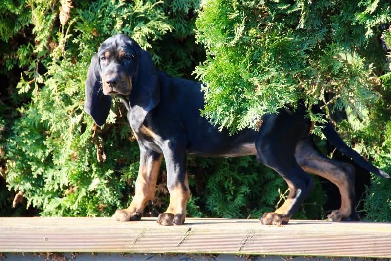 Americký mývalí pes- Black and Tan Coonhound - 18
