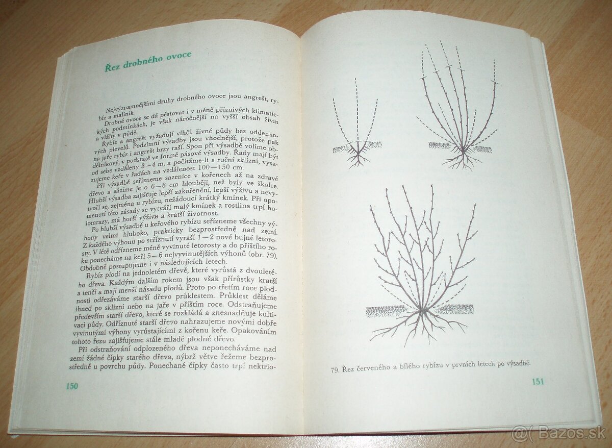 ez ovoných dřevin - 18