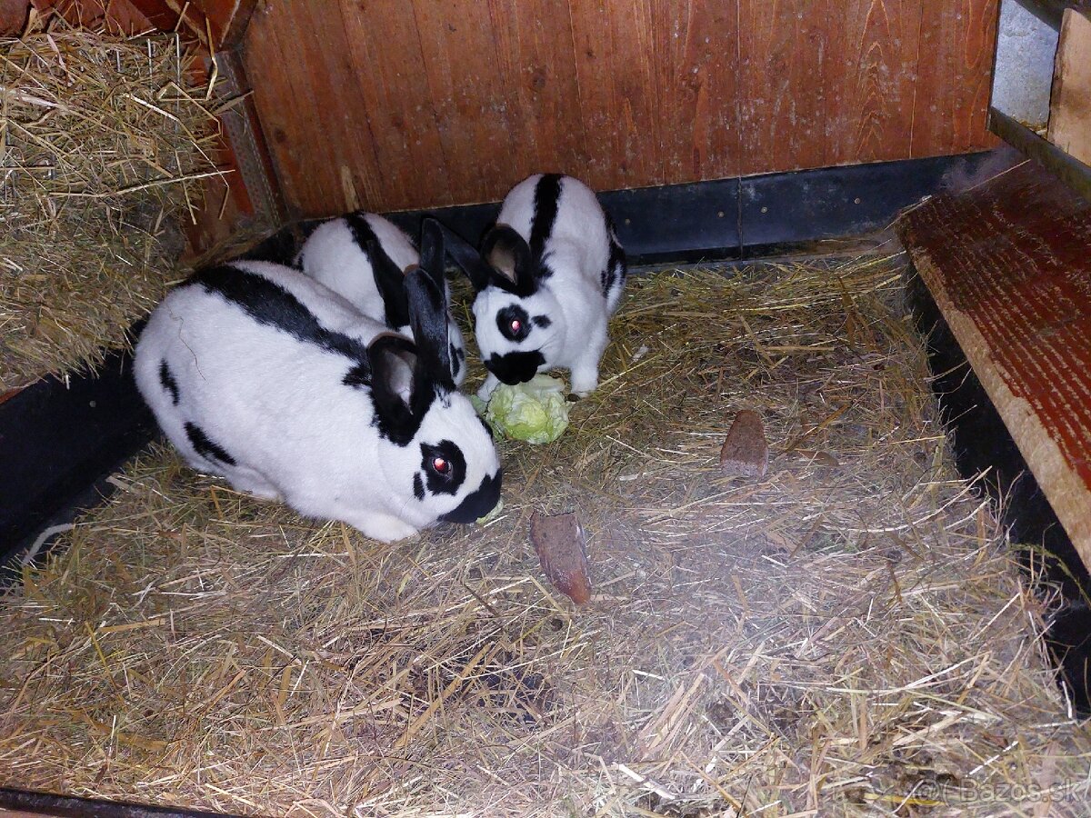 Králiky do chovu - 18