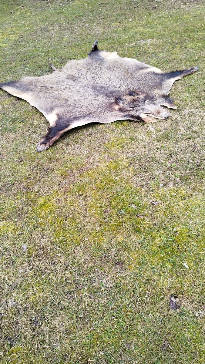 Predám vypracovanu kožu zlatého diviaka parožie zhody trofej - 18