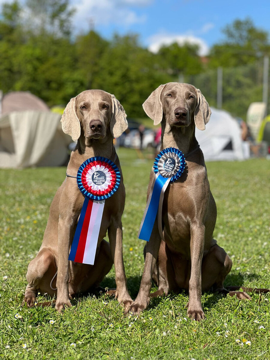 Weimarský krátkosrstý stavač - štěniatka s PP - 18