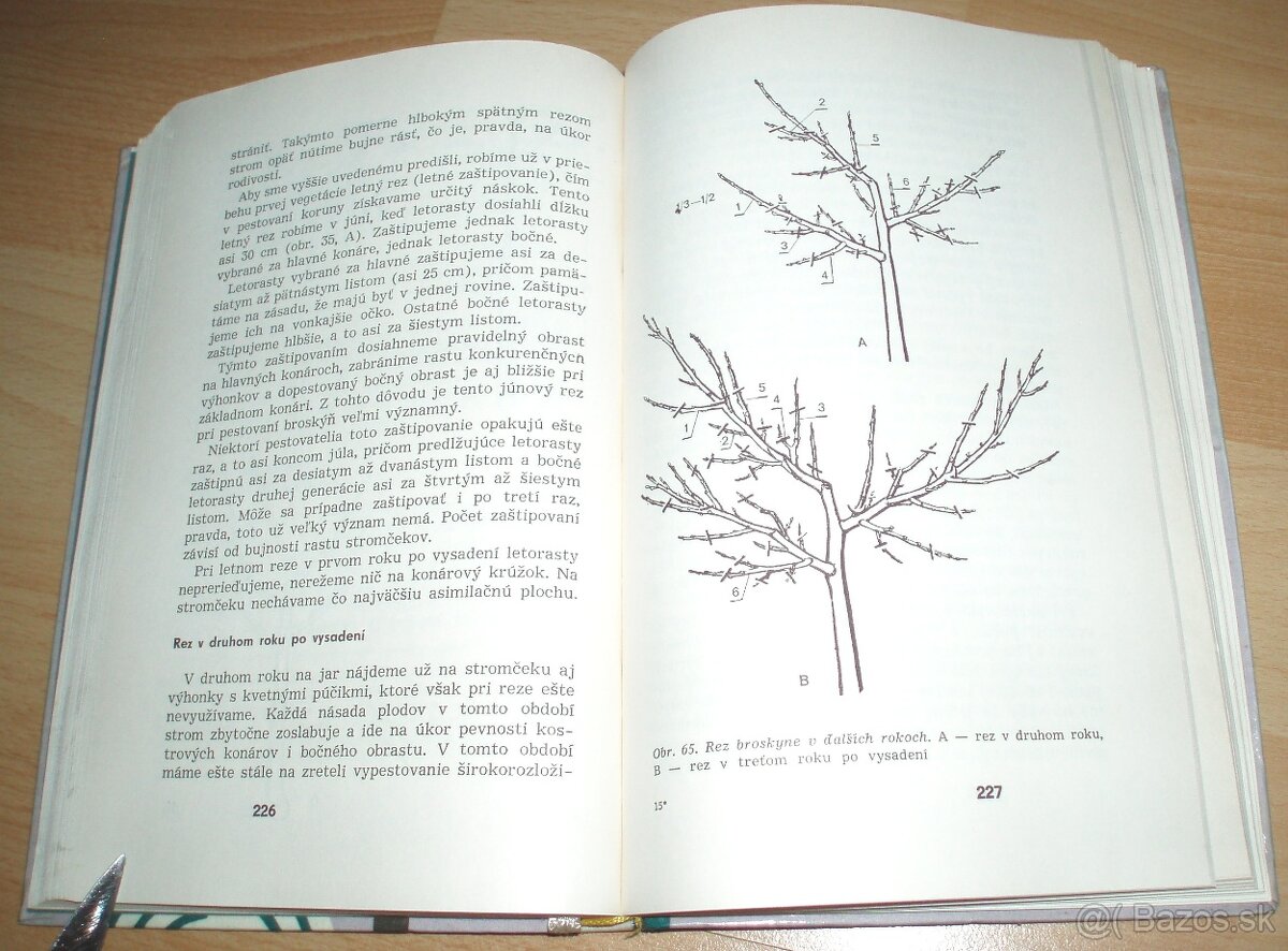 Rez a tvarovanie ovocných drevín - 18