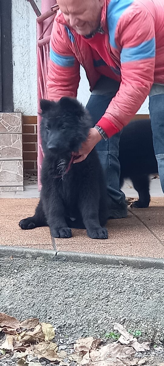 Nemecký ovčiak šteniatka - 18