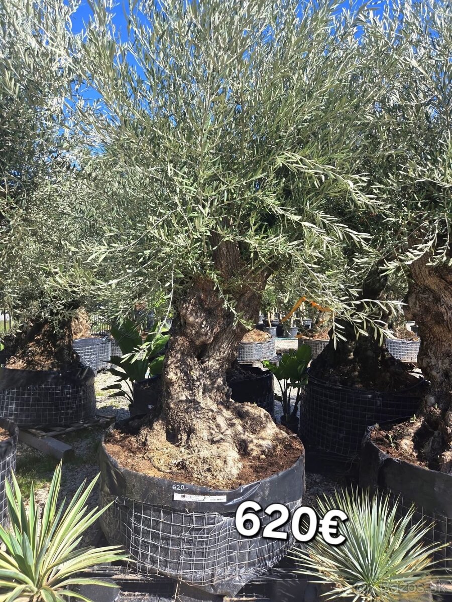 Mrazuvzdorne Olivovníky - 18