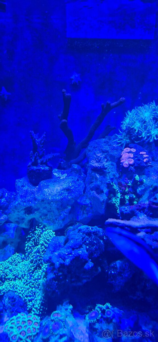 Morske akvarium - 18