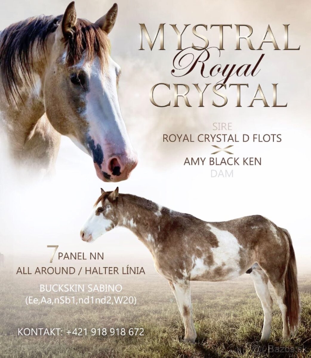 Zrebcek Aph Buckskin overo/sabino - 18