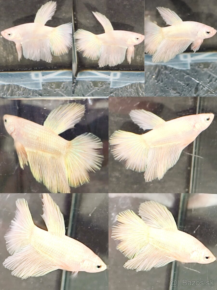 Betta Splendens - Bojovnica Pestrá. - 18