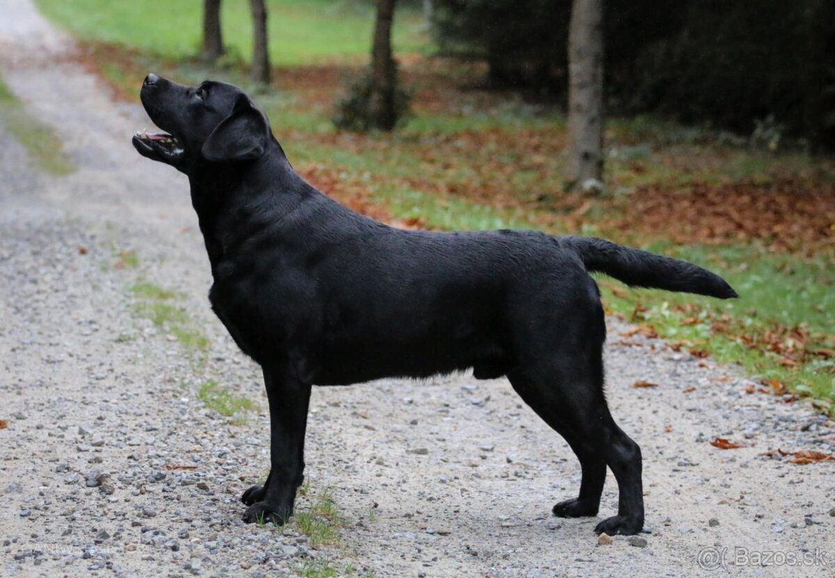 Labrador retriever - šteniatka - 18