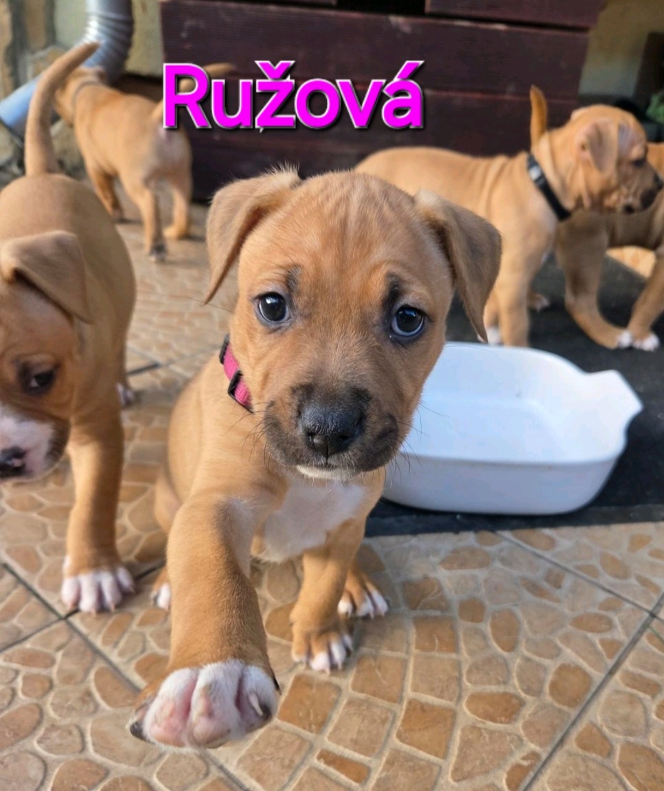 Americký stafordširský teriér - 18