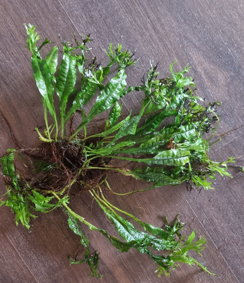 Predam rastliny do akvaria - 18