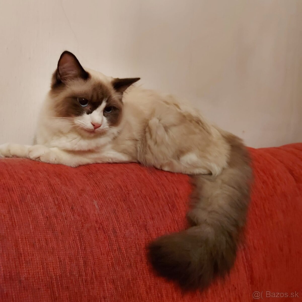 Ponukam ragdoll kocurov na krytie - 18