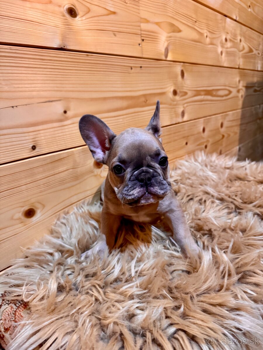 Francúzsky buldoček s PP - 18