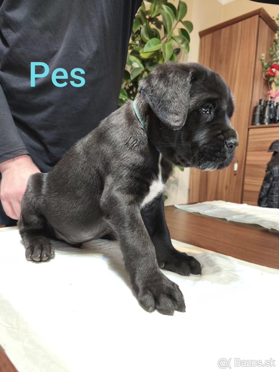 Cane Corso bez PP - 18