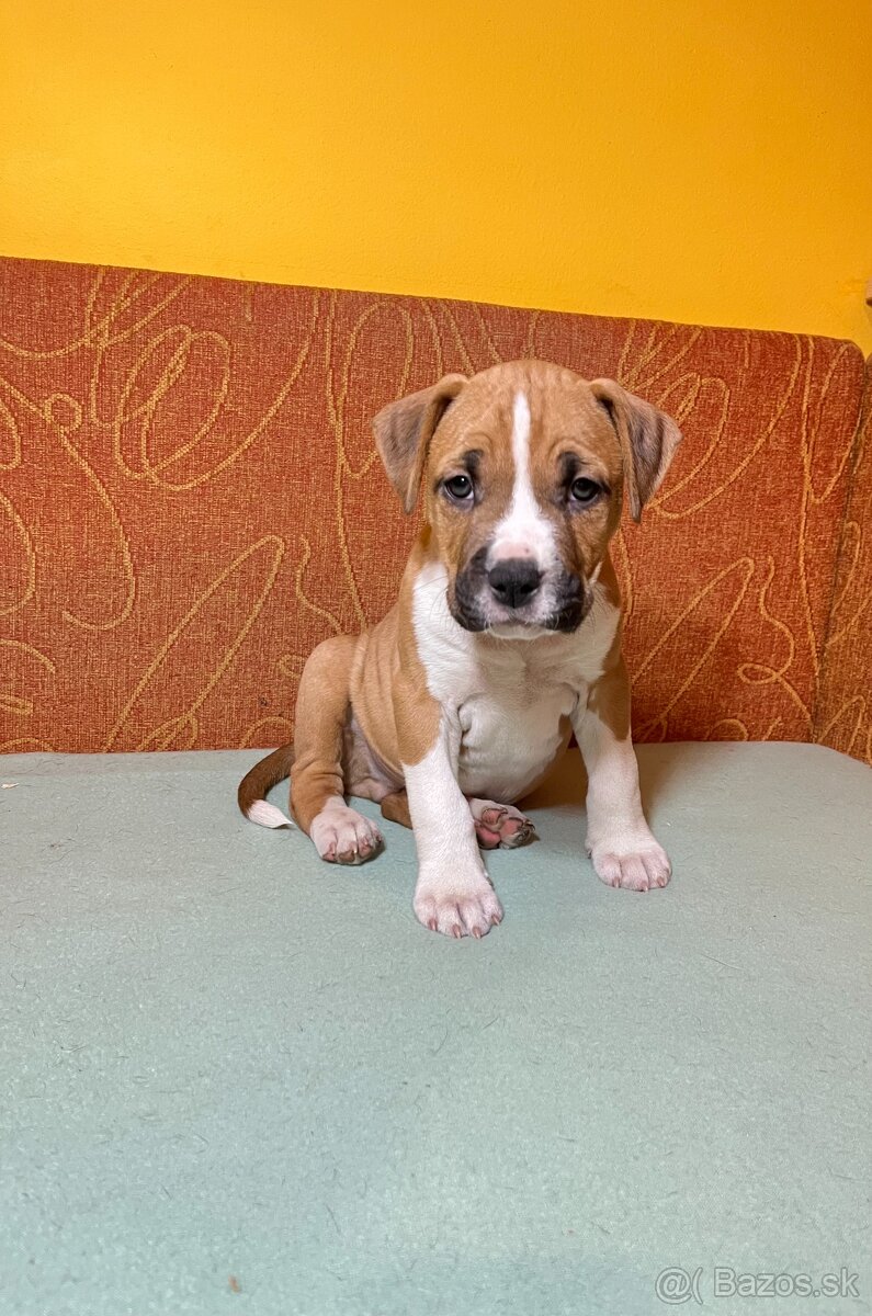 Americky Stafordšírský Terier šteniatka s PP - 18