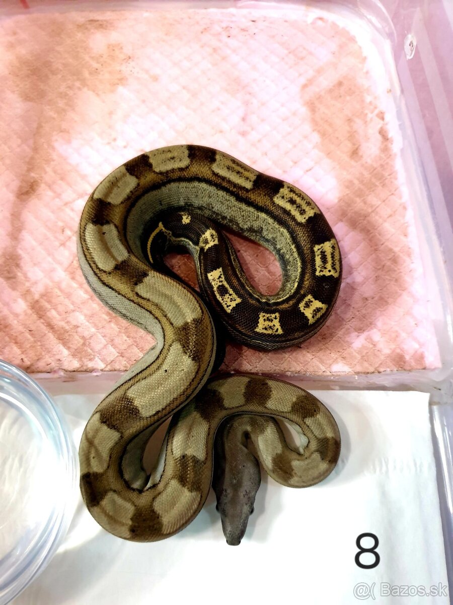 Veľhad královský - 18