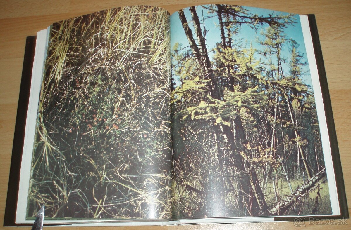 Černý sobol, hnědý medvěd - 18