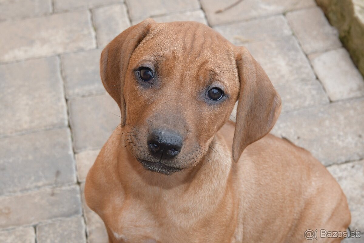 Rhodesian Ridgeback - vymazlená štěňátka s PP - 18