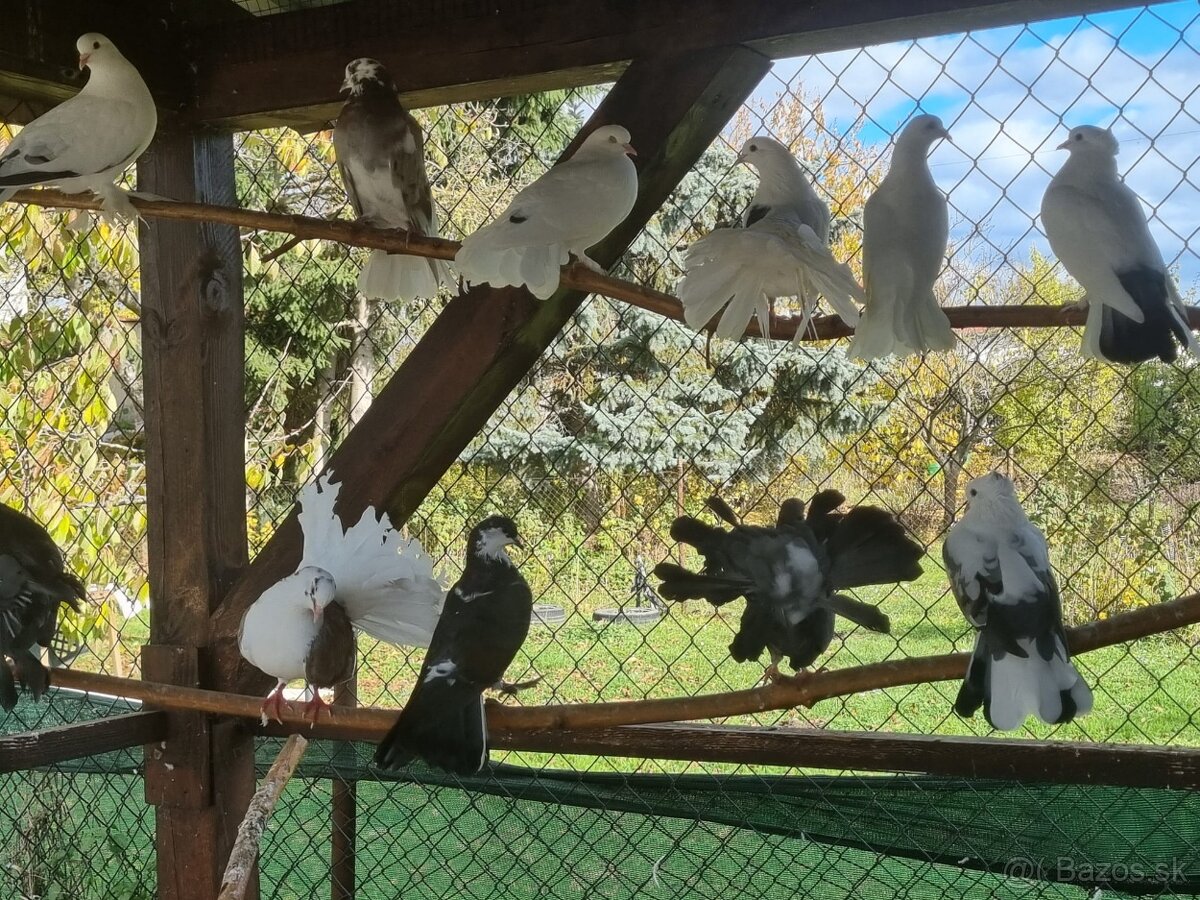 Holub ryman , hohub pávik - 18