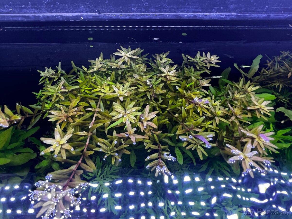 Krevetky Neocaridina - 18