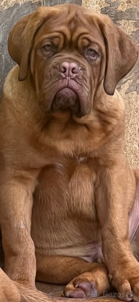 Bordeauxská doga s PP pes - 18