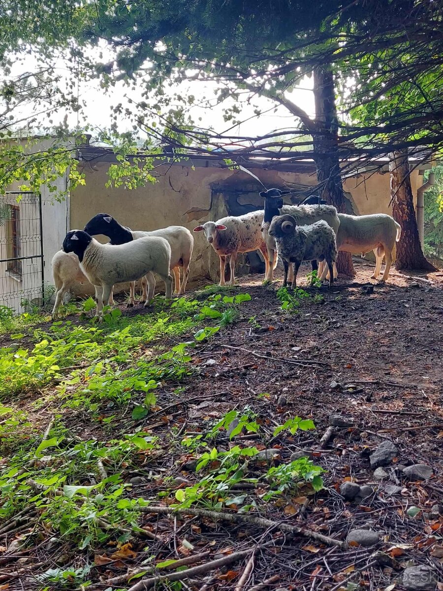 Holandska mini koza a baran Quessant - 18