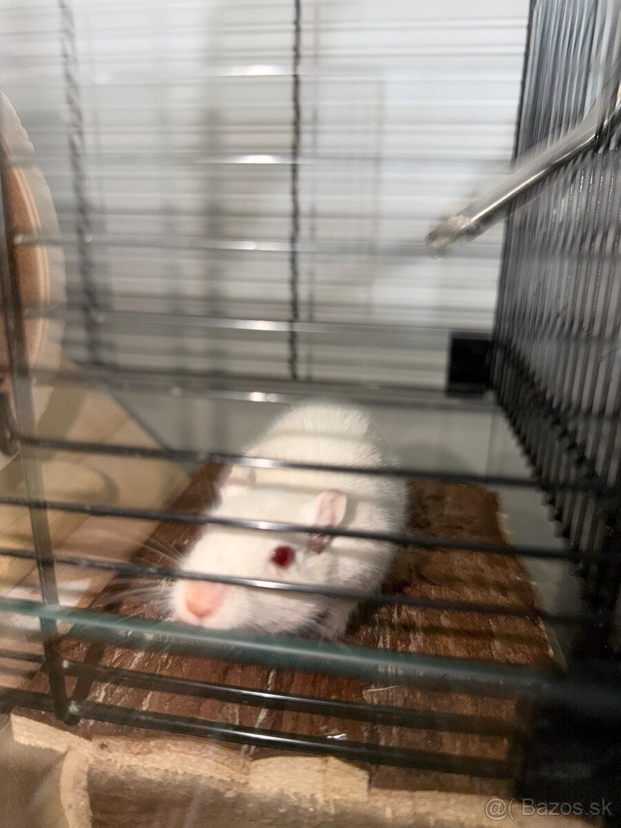 Darujeme pieskomila - 18