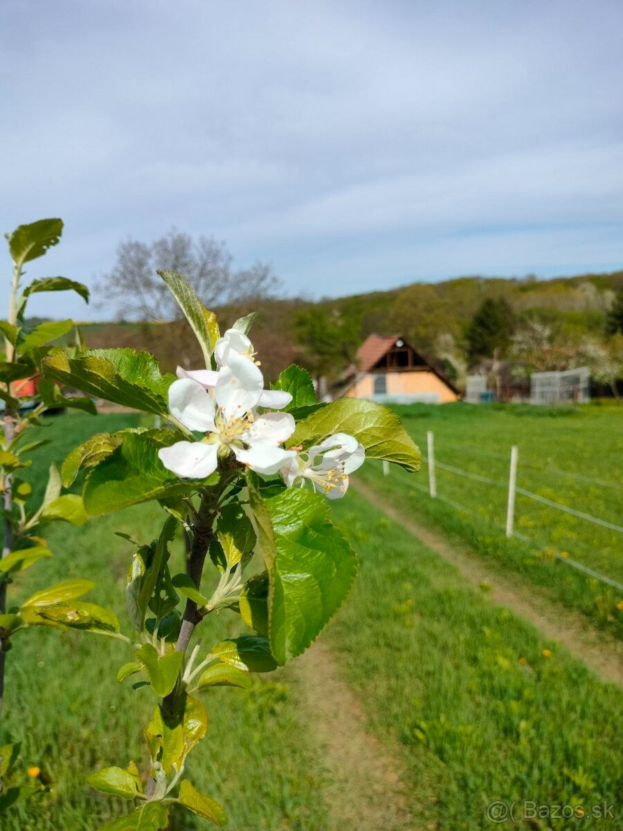 PREDAJ: Starší vidiecky dom s veľkým pozemkom a vínnou pivni - 18