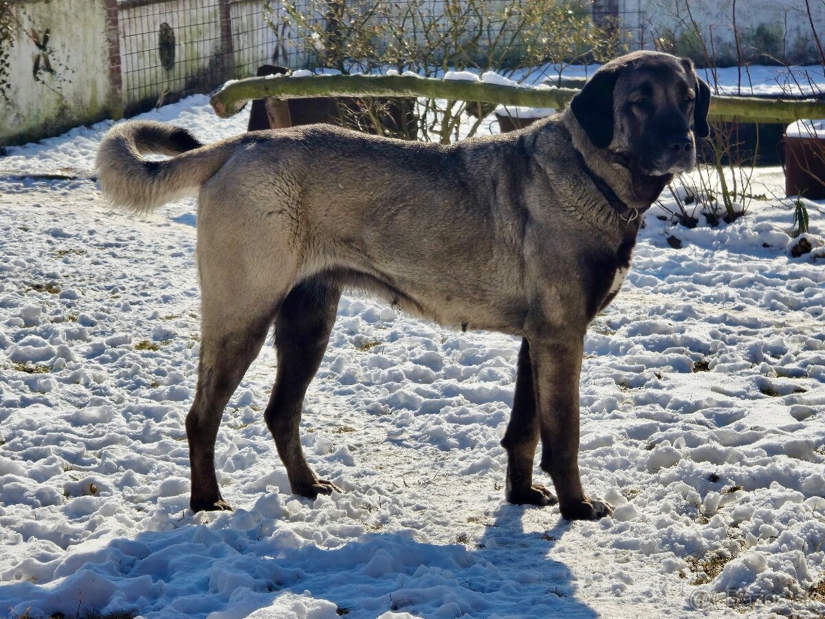 KANGAL - štěňata již K ODBĚRU, iba sučky - 18