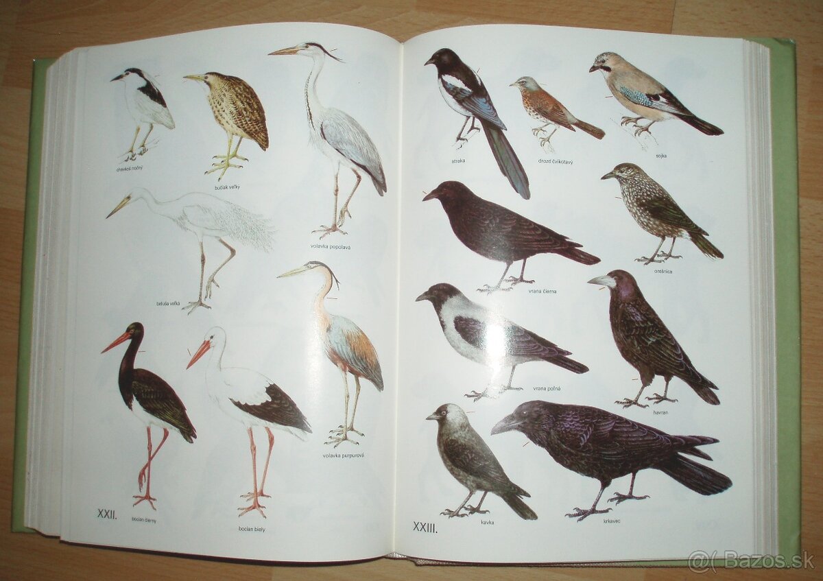 Poľovnícky náučný slovník - 18