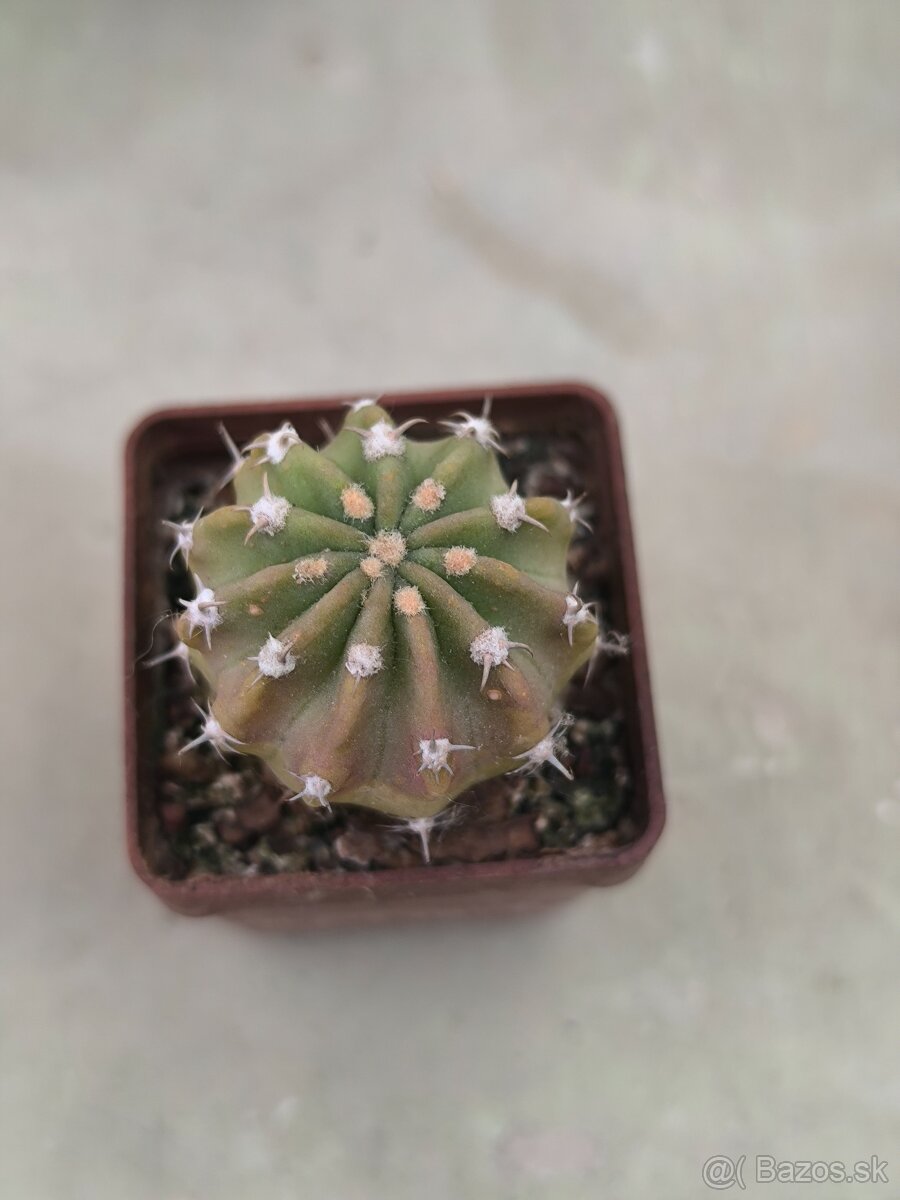 Kaktusy a sukulenty - 18