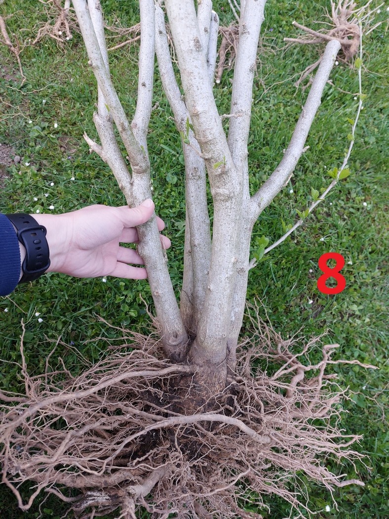 Rastliny na bonsaj, bonsai - IBIŠTEK SÝRSKY_2 - 18