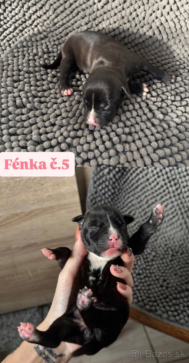 Americký stafordsirsky terier, Stafford, amstaf - 18