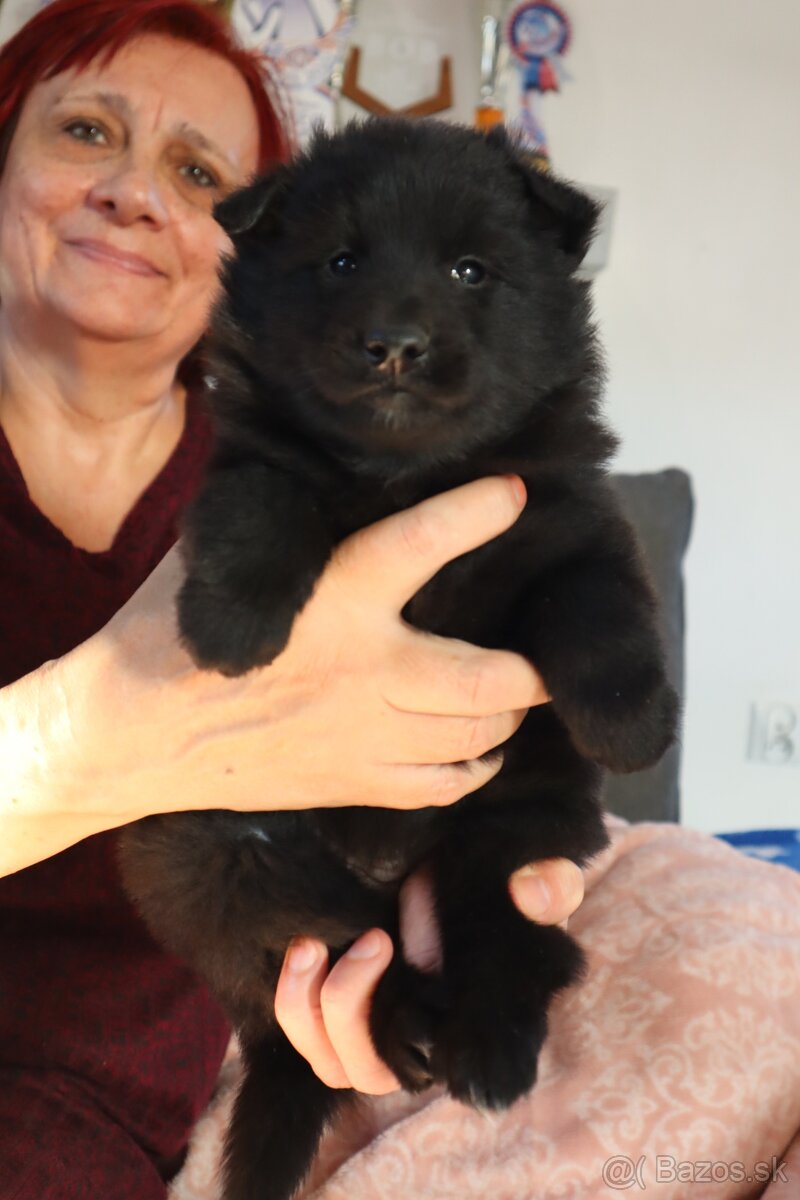 Belgický ovčiak groenendael FCI s PP po šampiónoch - 18