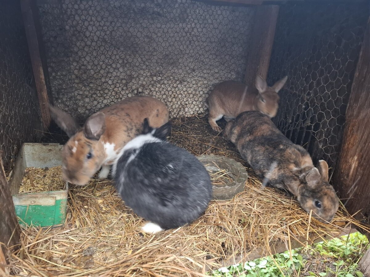 Zajace na predaj - 18