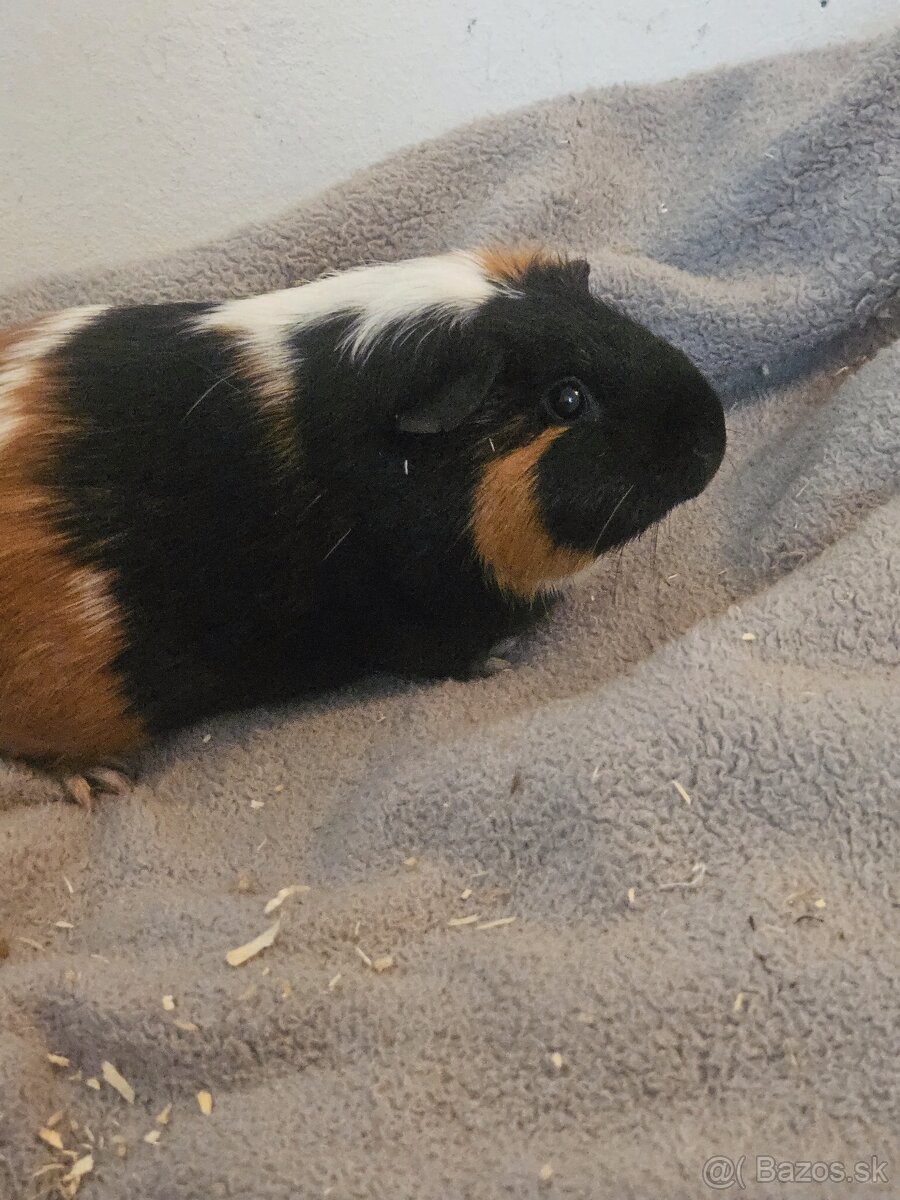 Morske prasiatka - 18