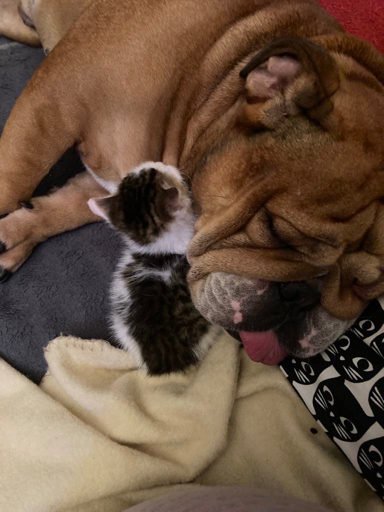 Anglicky Bulldog s PP na KRYTIE, buldog, Buldok , - 18