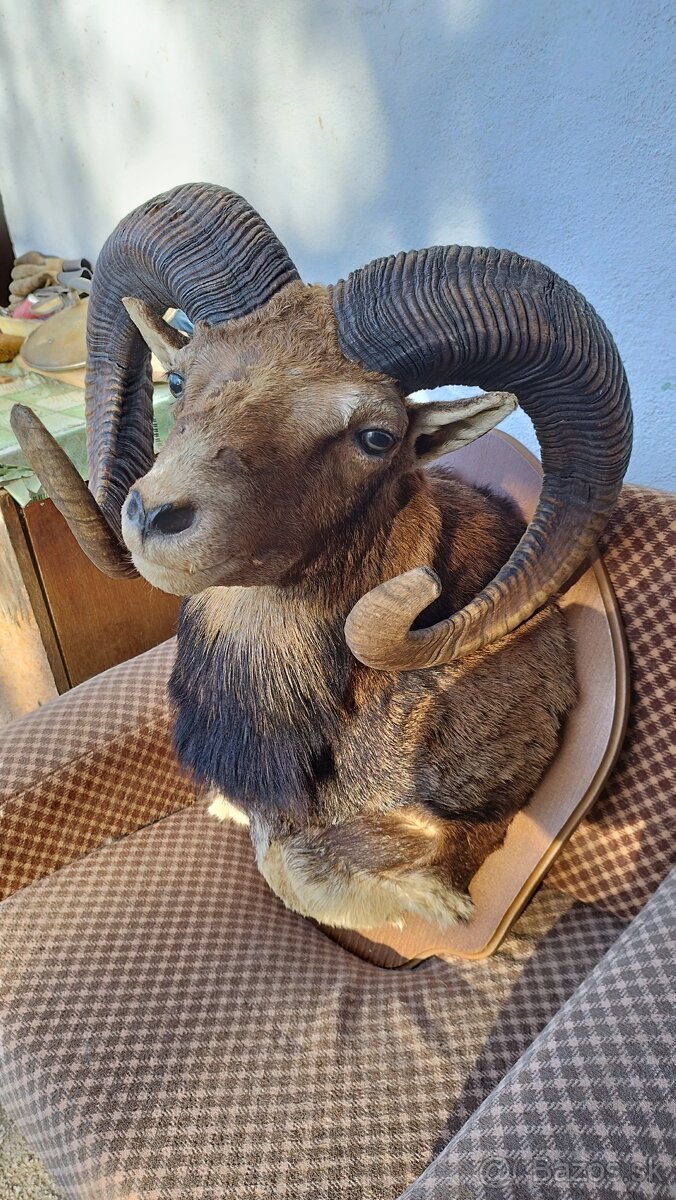 Predám preparát zlatého muflona. Parožie zhody trofeje. - 18