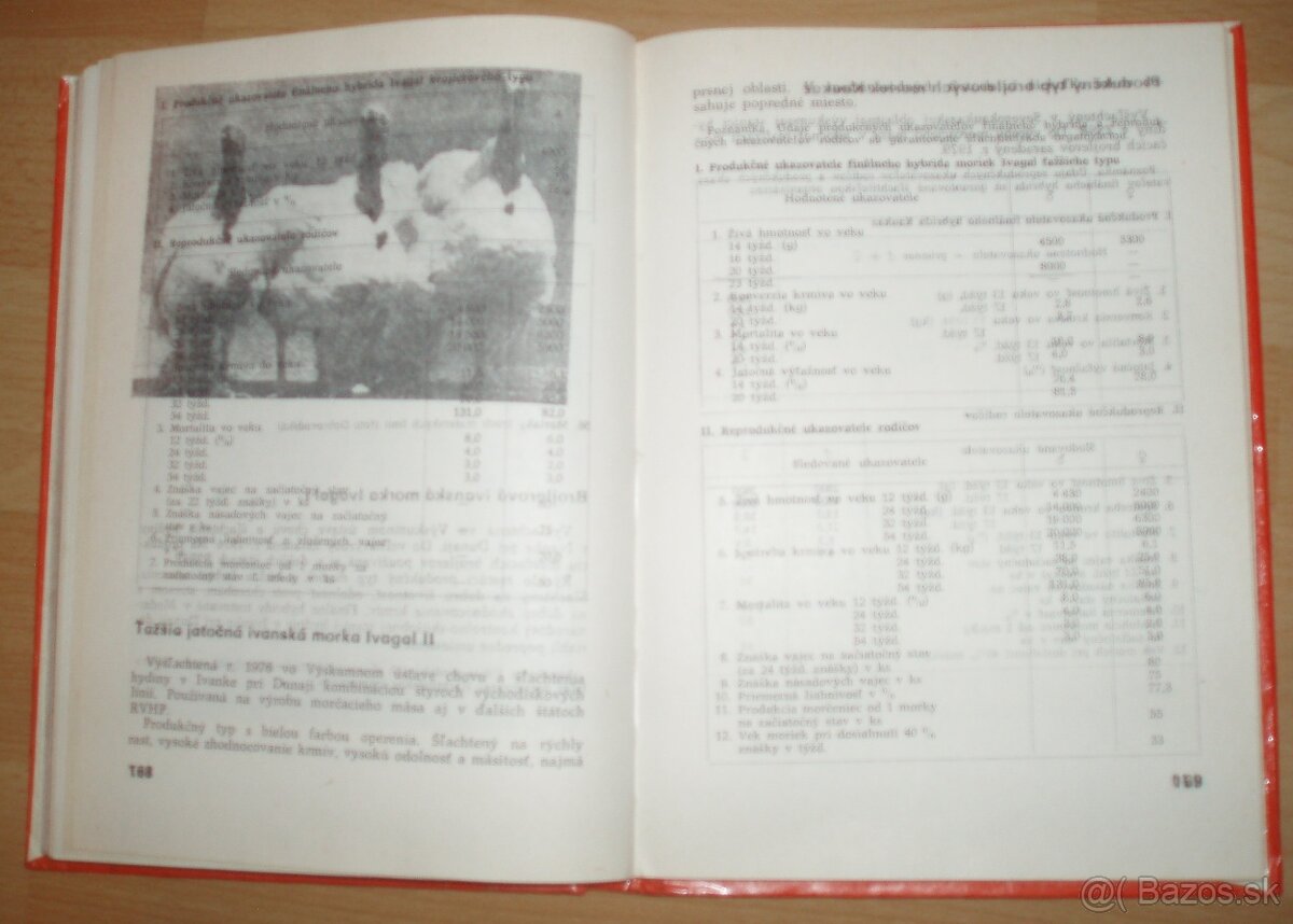 Najvýkonnejšie plemená a typy hydiny - 18