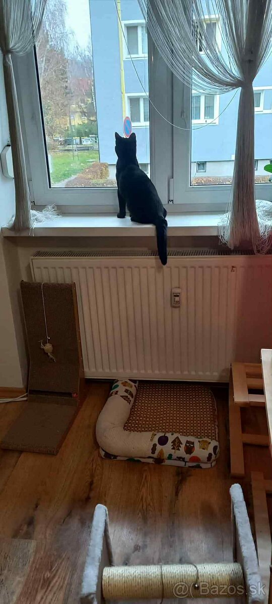 Darujem kocúrika - 18