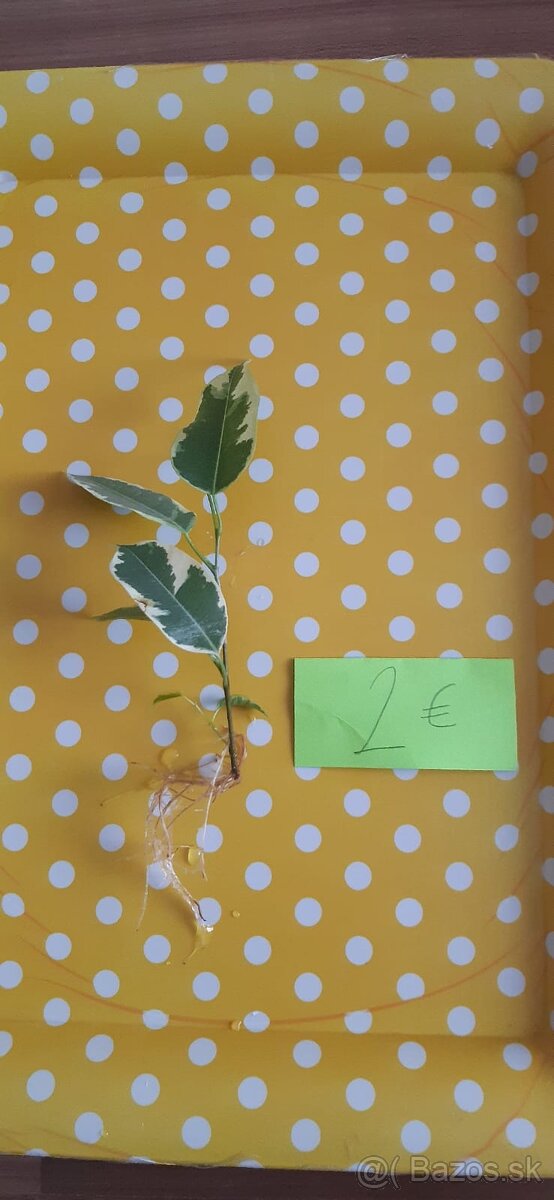 Zakorenené izbove rastliny - 18