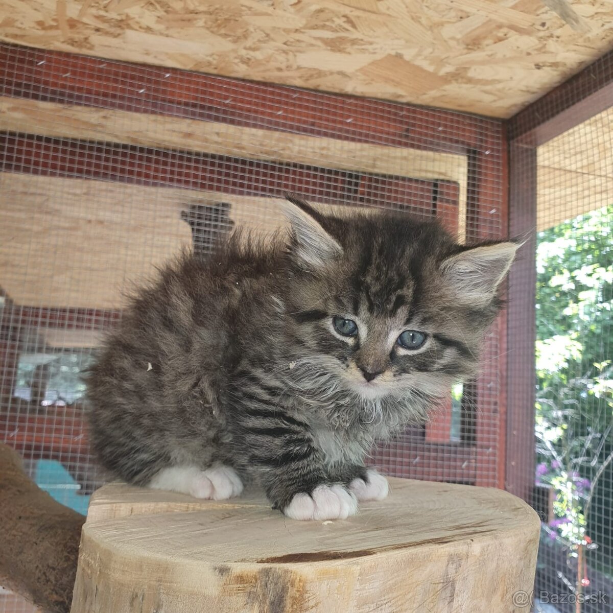 Ponukam maciatka - 18