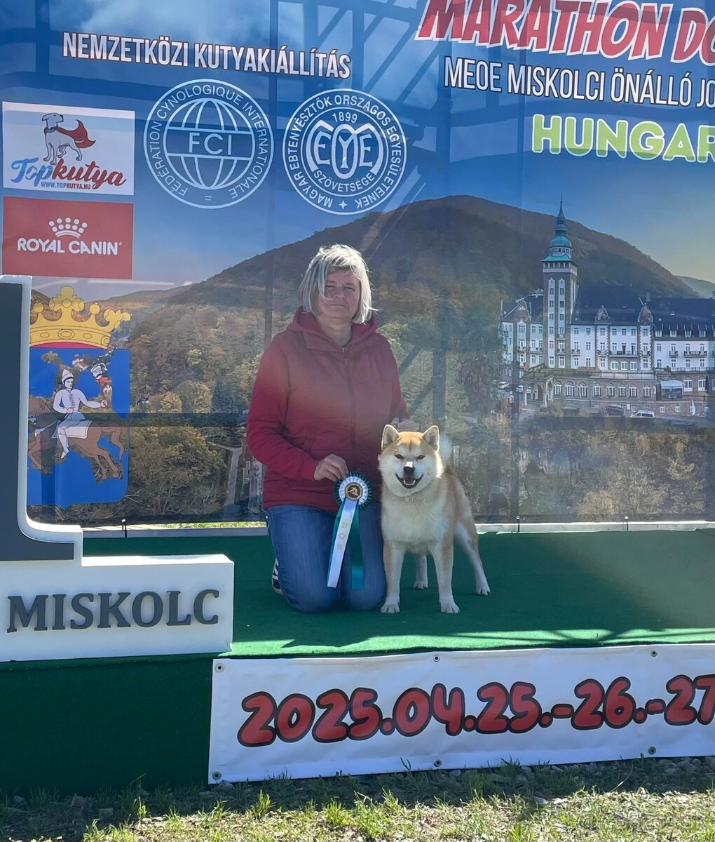 Shiba inu s PP /FCI / - 18